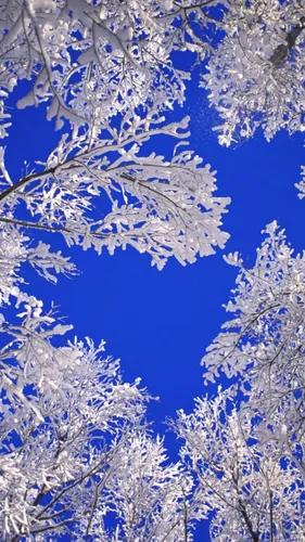 Картинки Зима Обои на телефон заснеженные деревья и голубое небо