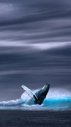 Кит Обои на телефон кит выпрыгивает из воды