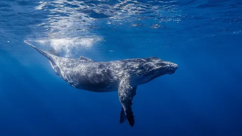 Кит Обои на телефон кит, плавающий в океане