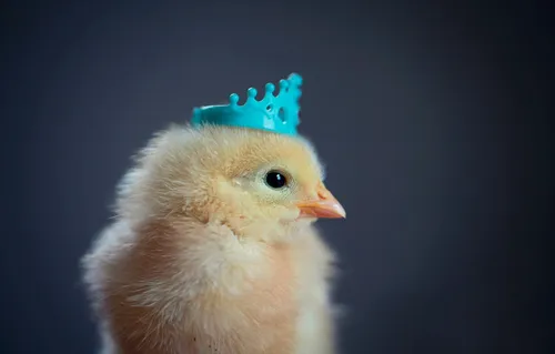 Корона Обои на телефон курица в синей шляпе
