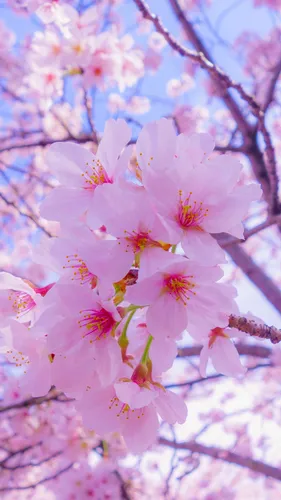 Красивые Весна Обои на телефон цветы на дереве крупным планом