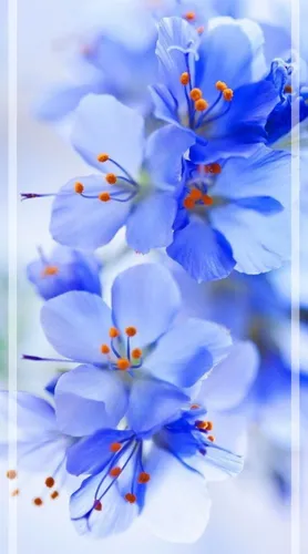 Красивые Весна Обои на телефон группа голубых цветов
