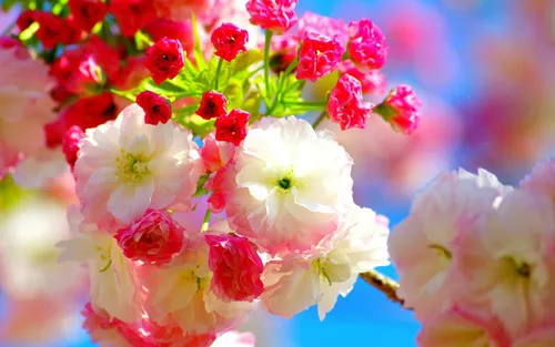 Красивые Весна Обои на телефон группа цветов