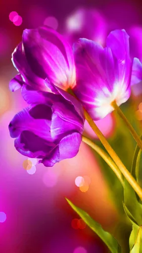 Красивые Весна Обои на телефон крупный план фиолетового цветка