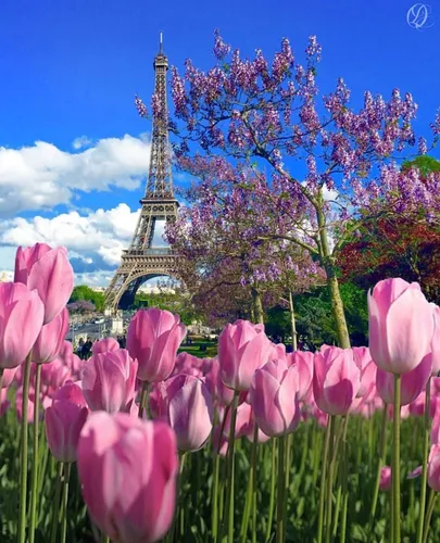 Красивые Весна Обои на телефон поле розовых цветов с высоким зданием на заднем плане