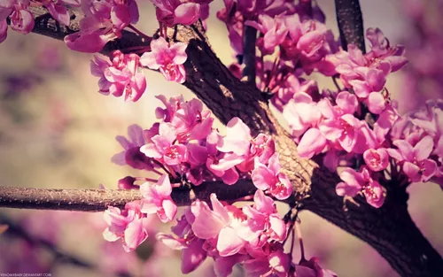Красивые Весна Обои на телефон розовый цветок крупным планом