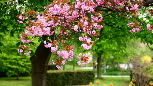 Красивые Весна Обои на телефон дерево с розовыми цветами