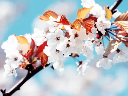 Красивые Весна Обои на телефон белые цветы крупным планом