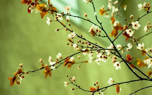 Красивые Весна Обои на телефон крупный план ветки дерева
