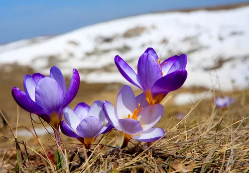 Красивые Весна Обои на телефон фото на Samsung