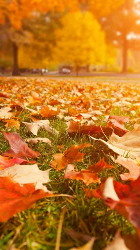 Красивые Осенние Обои на телефон пицца с листьями