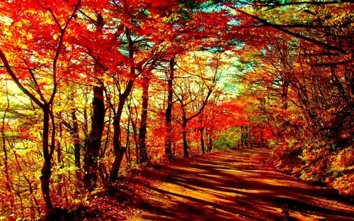 Красивые Осенние Обои на телефон дорога с деревьями по обе стороны
