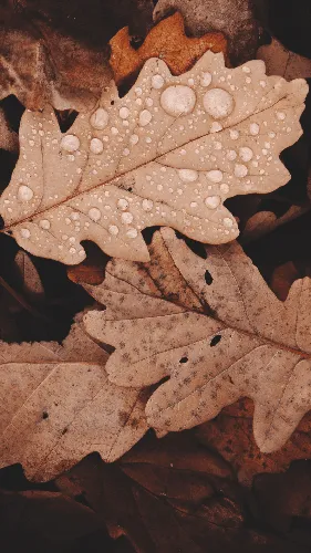 Красивые Осенние Обои на телефон группа коричневых листьев