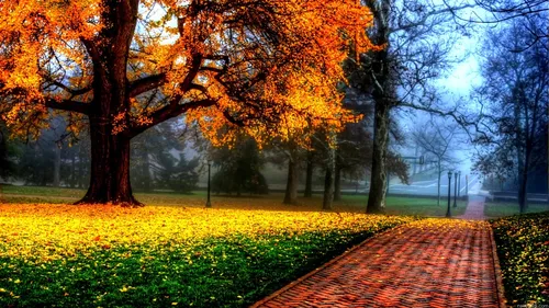 Красивые Осенние Обои на телефон тропинка с деревьями по обе стороны