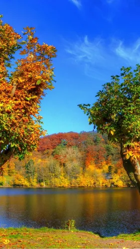 Красивые Осенние Обои на телефон озеро, окруженное деревьями