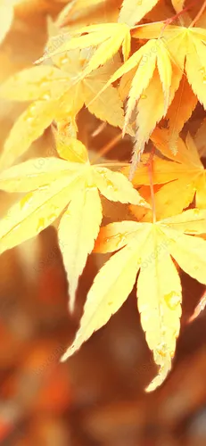 Красивые Осенние Обои на телефон крупный план желтых листьев