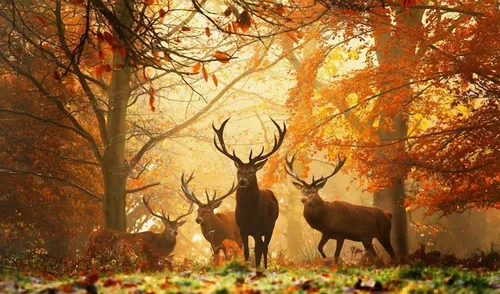 Красивые Осенние Обои на телефон группа оленей в лесу
