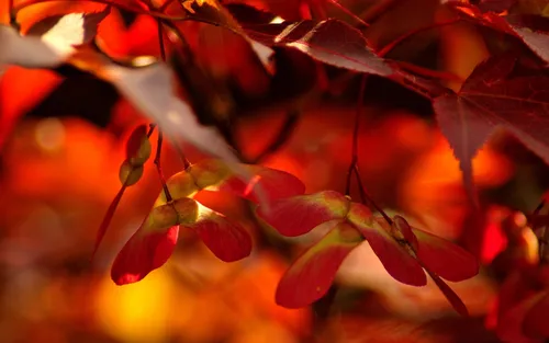 Красивые Осенние Обои на телефон красные листья крупным планом