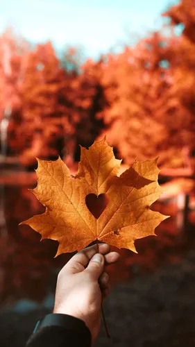 Красивые Осенние Обои на телефон рука с коричневым листом