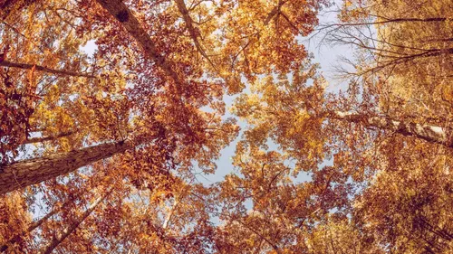 Красивые Осенние Обои на телефон группа деревьев с оранжевыми листьями