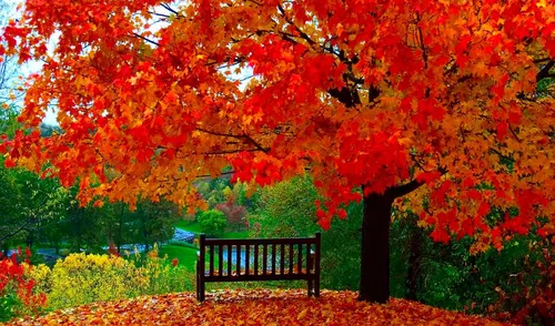 Красивые Осенние Обои на телефон скамейка в парке