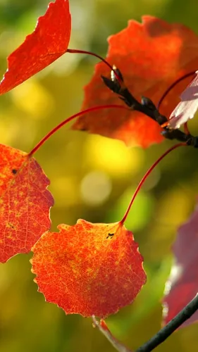 Красивые Осенние Обои на телефон жучок на листе