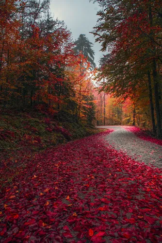 Красивые Осенние Обои на телефон дорога с красными листьями сбоку и деревьями по обе стороны