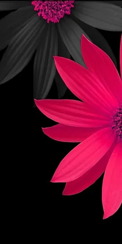 Красивые Яркие Обои на телефон цветок крупным планом