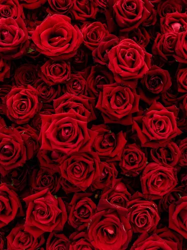 Крутые Цветы Обои на телефон большая группа красных роз