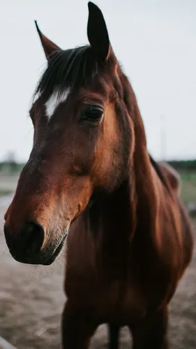 Лошадь Фото Обои на телефон коричневая лошадь с белым лицом