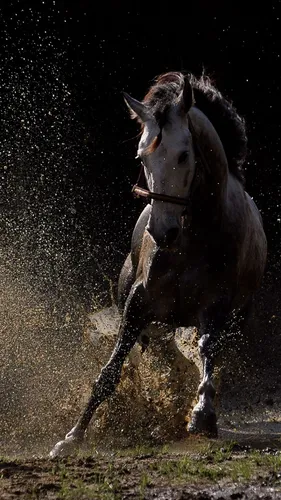 Лошадь Фото Обои на телефон лошадь бежит в темноте