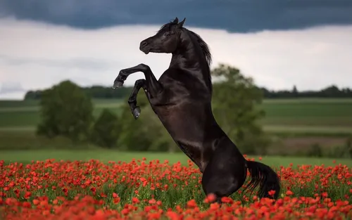 Лошадь Фото Обои на телефон прыжки лошади в поле цветов