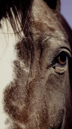 Лошадь Фото Обои на телефон крупный план конского глаза