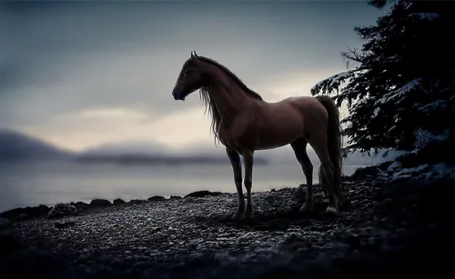 Лошадь Фото Обои на телефон лошадь, стоящая на скалистой поверхности