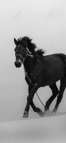Лошадь Фото Обои на телефон бежит черная лошадь