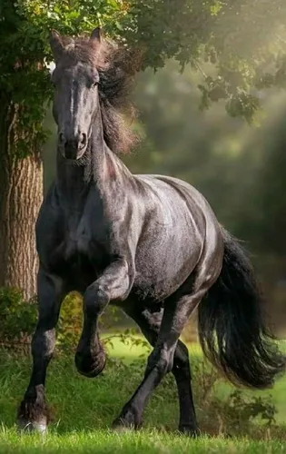 Лошадь Фото Обои на телефон арт