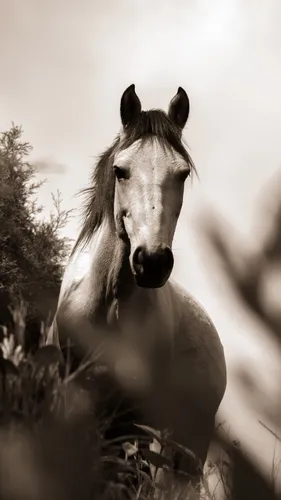 Лошадь Фото Обои на телефон лошадь, стоящая в поле