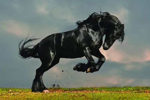 Лошадь Фото Обои на телефон черная лошадь прыгает в воздух