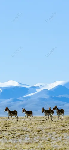Лошадь Фото Обои на телефон группа животных, идущих по полю с горой на заднем плане