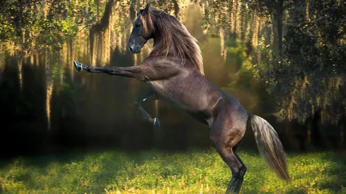 Лошадь Фото Обои на телефон лошадь бежит в лесу