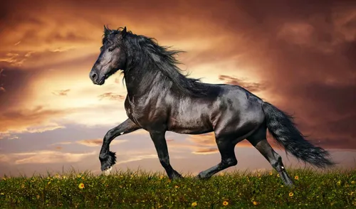 Лошадь Фото Обои на телефон 2022