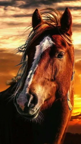 Лошадь Фото Обои на телефон коричневая лошадь с белыми пятнами