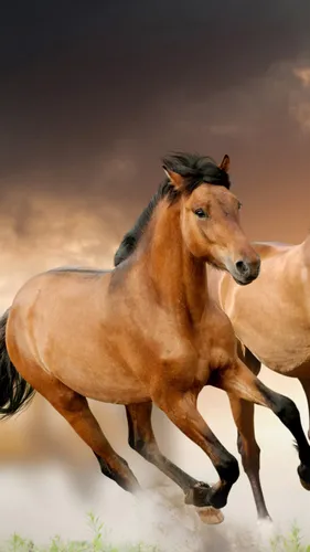 Лошадь Фото Обои на телефон пара лошадей бежит