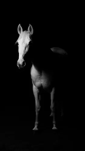Лошадь Фото Обои на телефон белая лошадь на черном фоне
