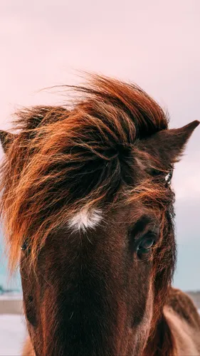 Лошадь Фото Обои на телефон коричневая лошадь с белым пятном на лбу