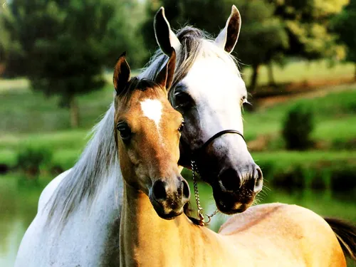 Лошадь Фото Обои на телефон пара лошадей стоят рядом друг с другом