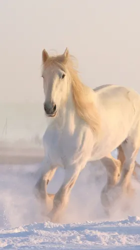 Лошадь Фото Обои на телефон белая лошадь бежит по снегу