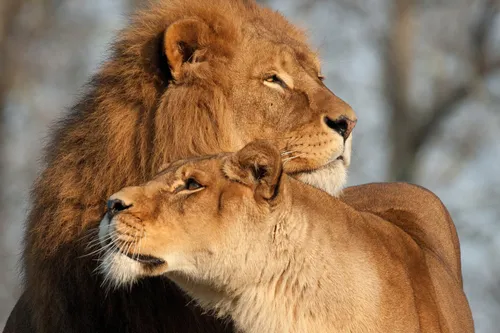 Львы Обои на телефон лев и детеныш