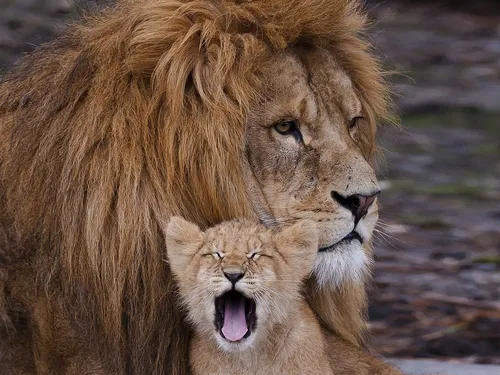 Львы Обои на телефон лев лижет льва