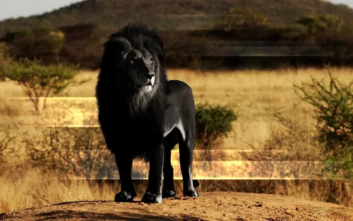 Львы Обои на телефон черный лев, стоящий на грунтовой дорожке